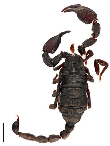 Vorschaubild Scorpiops afghanus Lourenço & Qi, 2006